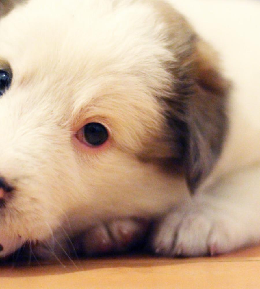 A calm, happy puppy