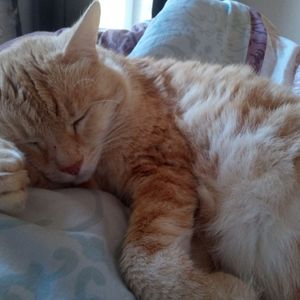Simba